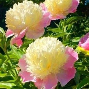 Meet your Posher, Sally